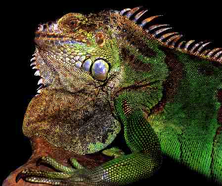 Picture of Iguana , Iguana photos and pictures, Pictures of Iguana , Iguana image, Grey Iguana pictures