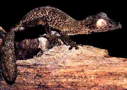 Photo of Leaf-Tailed Gecko
