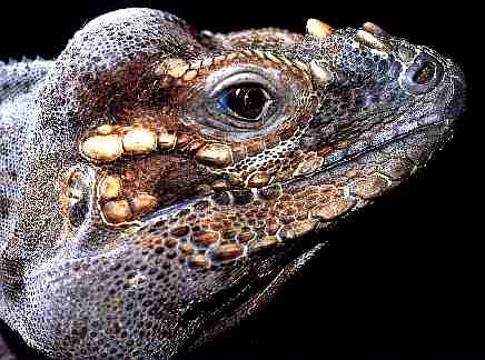 Photo of Rhinoccerous Iguana
