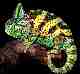 Male Veiled Chameleon