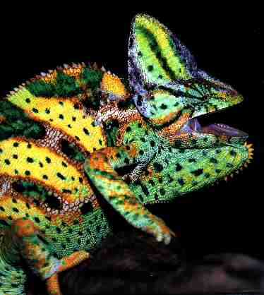 Photo of Male Veiled Chameleon
