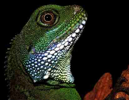 Photo of Water Dragon 